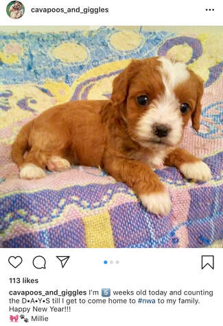 superior hilltop, superior hilltop puppies, superior hilltop cavapoo, cavapoo puppies, cavapoo puppy, cavapoo breeder, cavapoo breeders, premier pups, premier puppies, #lovingcavapoos, designer breed puppies